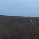 охота на фазана-min