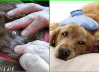 клещи на собаках симптомы и лечениеклещи на собаках симптомы и лечение