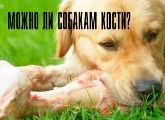 Можно ли собакам кости давать и какие лучше давать собакам