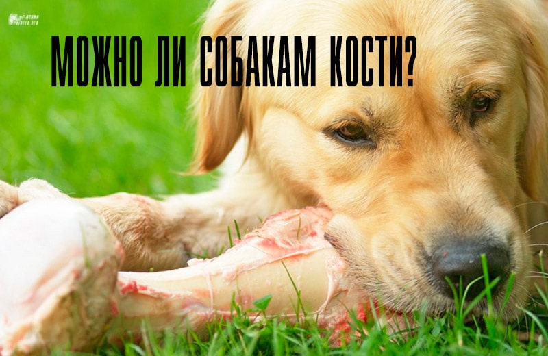 Можно ли собакам кости давать и какие лучше давать собакам